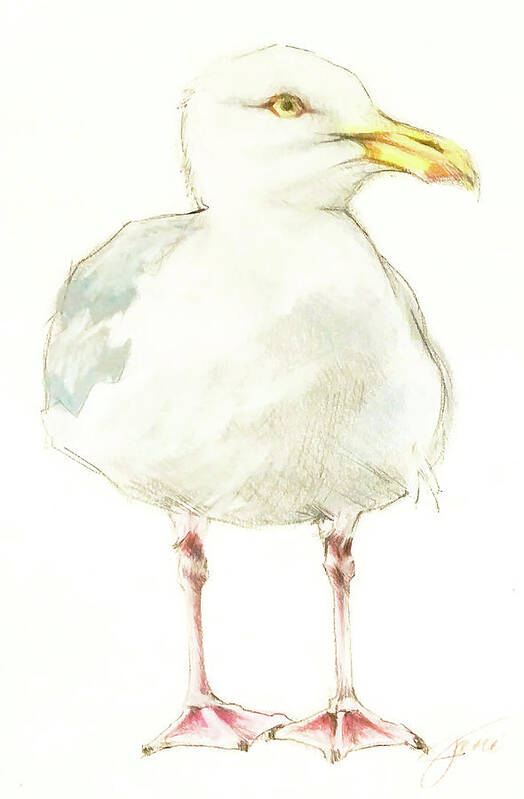 Gulls Poster featuring the drawing Seagull by Jani Freimann