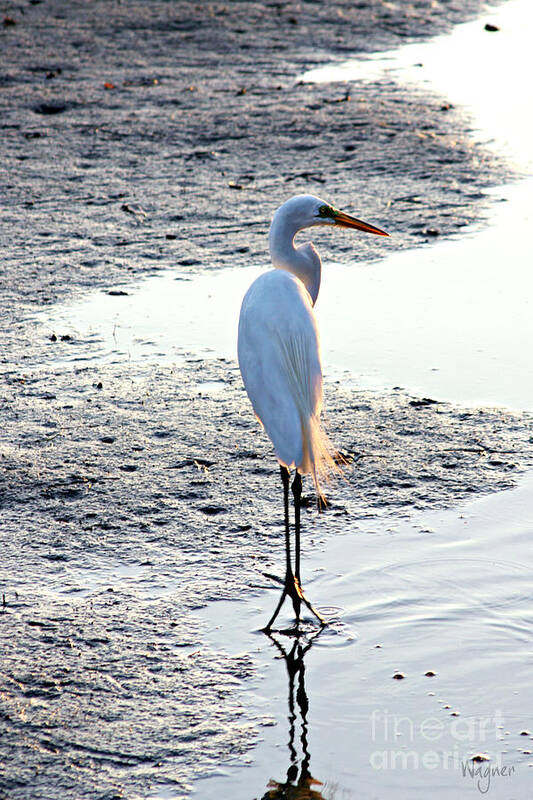Great Egret Poster featuring the photograph Sentinel by Hilda Wagner