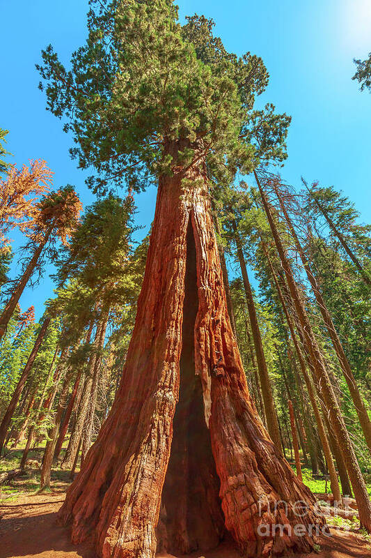 California Poster featuring the photograph sequoia tree in Sequoia NP by Benny Marty