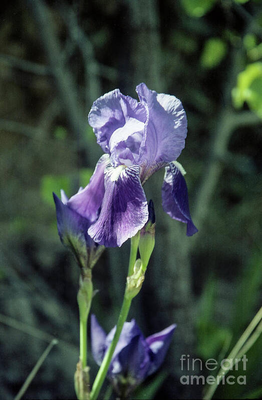 Arizona Poster featuring the photograph Single Iris by Kathy McClure