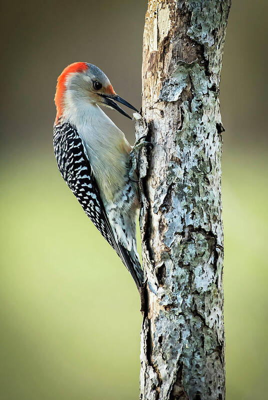 Woodpeckers Poster featuring the photograph Snack Time by Jamie Pattison