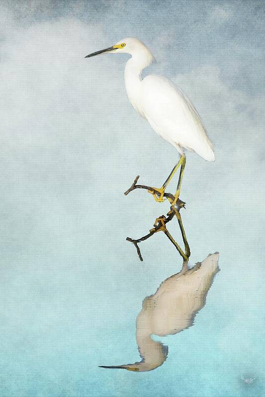 Reflection Poster featuring the photograph Snowy Egret Reflection by Pam Rendall