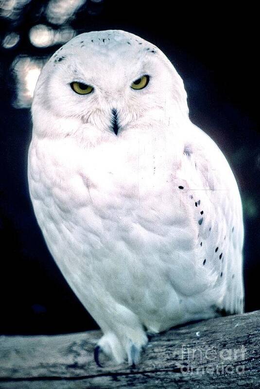 Snowy Poster featuring the photograph Snowy Owl by Gordon James