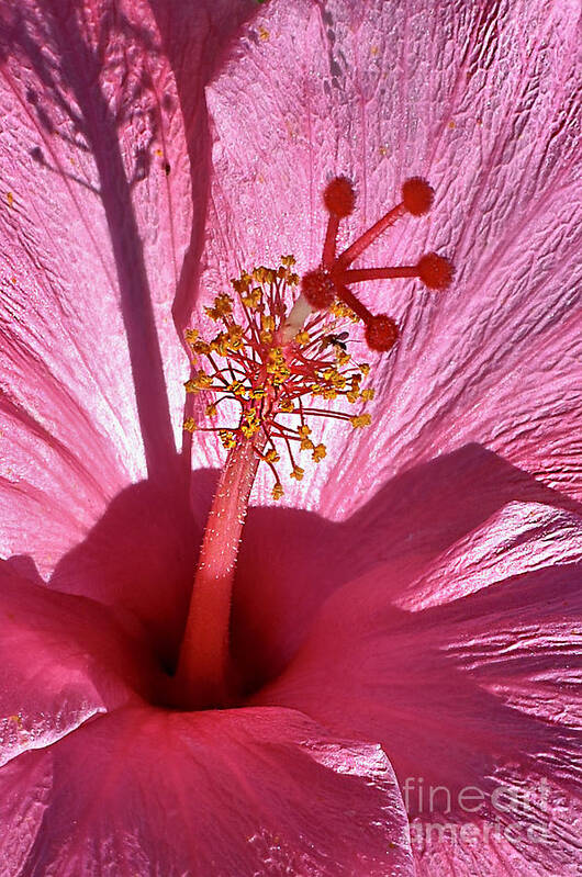 Hibiscus Poster featuring the photograph Southwind Hibiscus 2021 by Ron Long