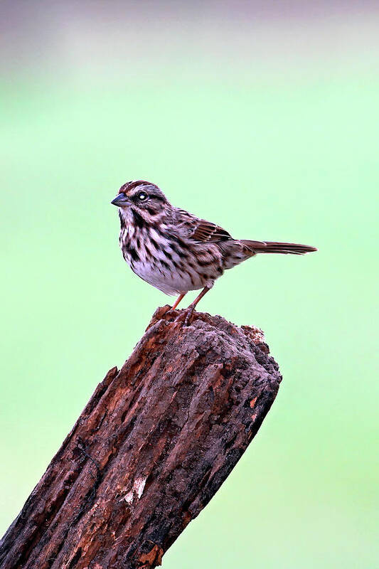 North Carolina Poster featuring the photograph Sparrow On A Fencepost by Jennifer Robin