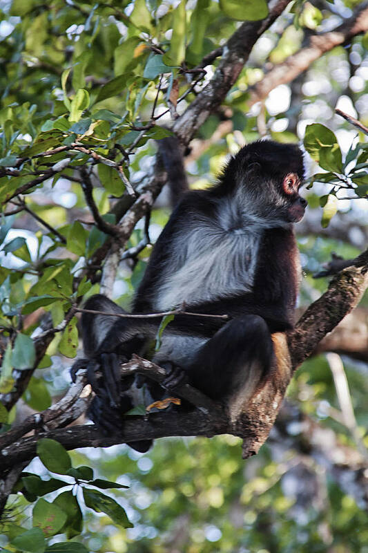 Belize Poster featuring the photograph Spider Monkey, Belize jungle by Tatiana Travelways