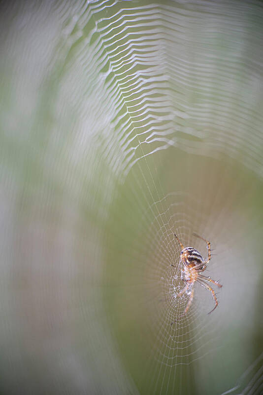 Spider Poster featuring the photograph Spider On Dewy Web by Phil And Karen Rispin