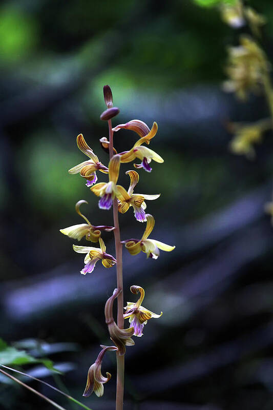  Poster featuring the photograph Spiked Crested Coralroot by William Rainey