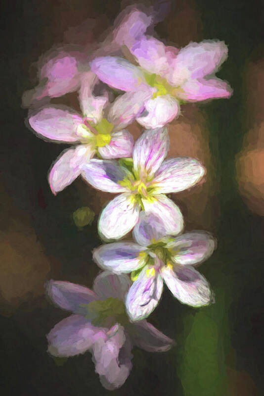 Wildflowers Poster featuring the photograph Spring Beauties by Linda Shannon Morgan