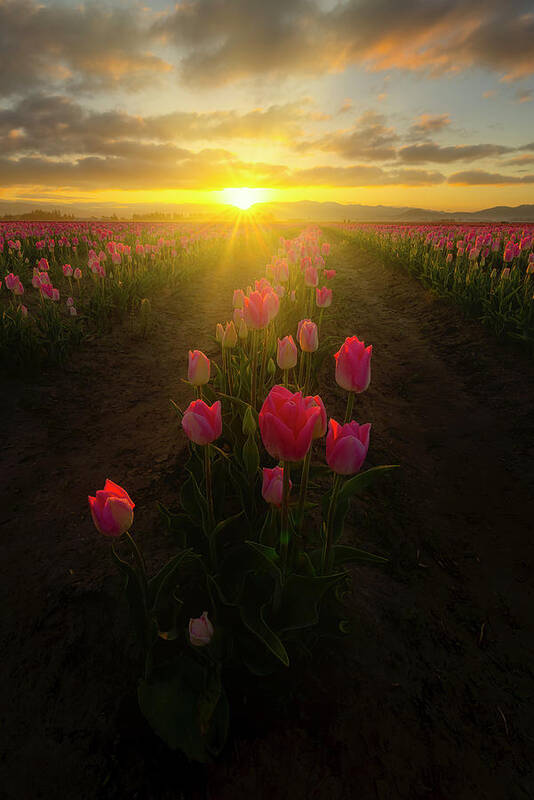 Roozengaarde Poster featuring the photograph Spring Sunrise by Ryan Manuel