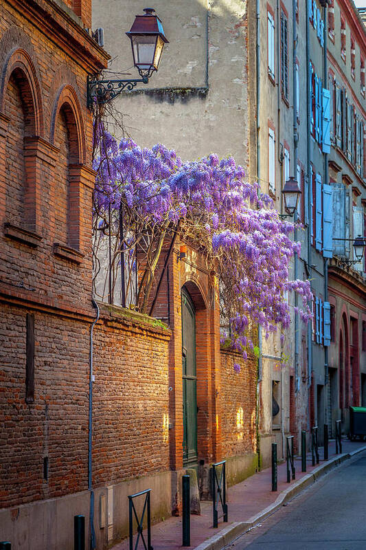 Spring Poster featuring the photograph Spring Wisteria in Toulouse by W Chris Fooshee