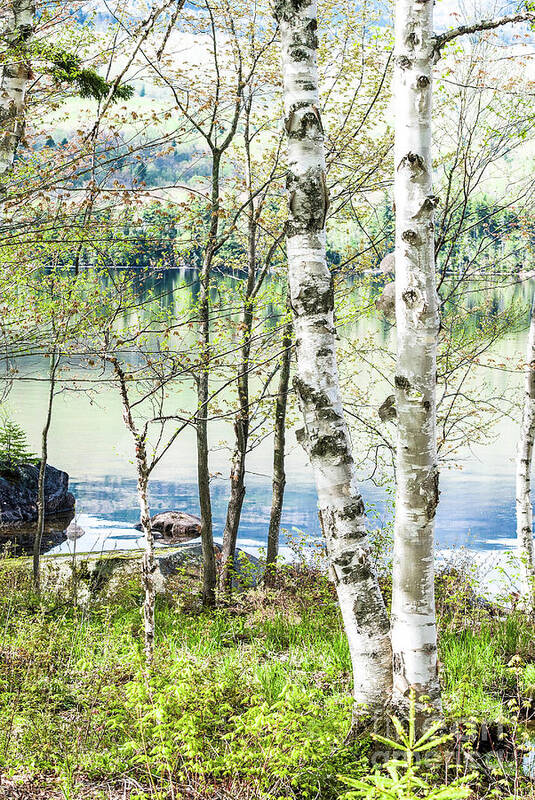 Lake Poster featuring the photograph Springtime at the Lake by Marie Fortin
