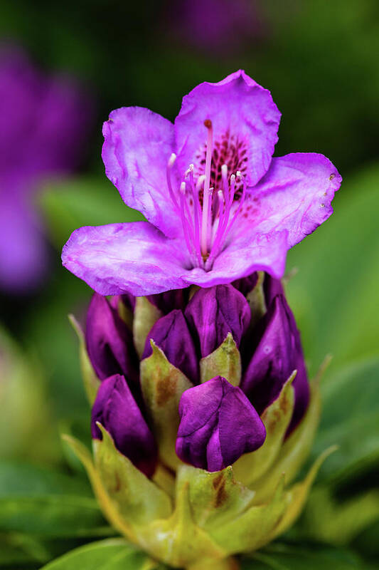 Rhododendron Poster featuring the photograph Starting to Bloom by Aashish Vaidya