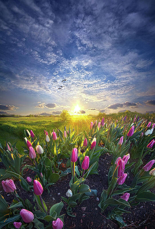 Fineart Poster featuring the photograph Still I Rise by Phil Koch