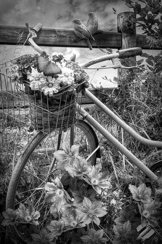 Barns Poster featuring the photograph Summer Breeze on a Bicycle Black and White by Debra and Dave Vanderlaan