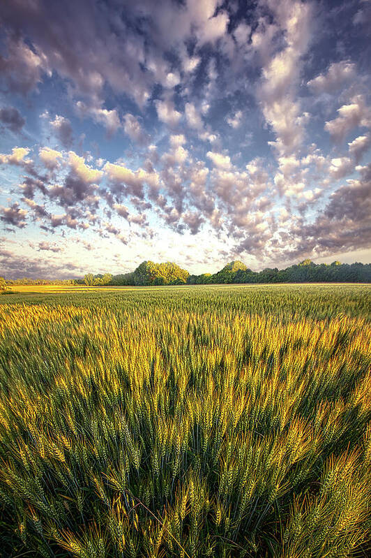 Sun Poster featuring the photograph Summer Love by Phil Koch