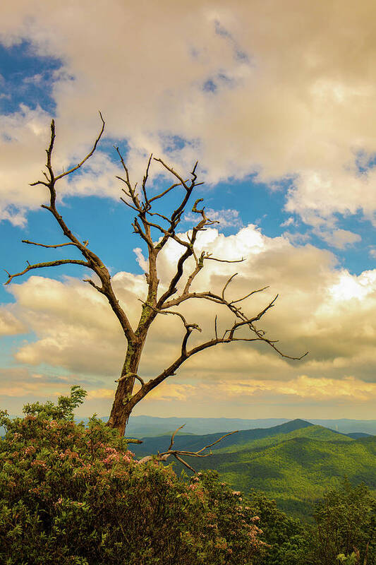 Mountain Poster featuring the photograph Summer Mountain Vibes by Go and Flow Photos