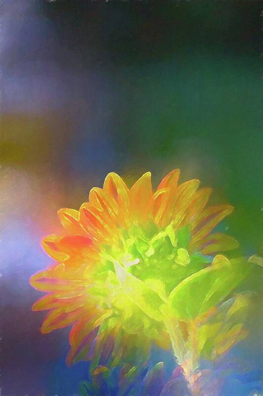 Floral Poster featuring the photograph Sunflower 27 by Pamela Cooper