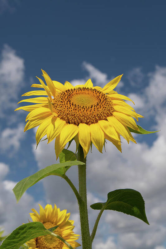 Sunflower Poster featuring the photograph Sunflower by Carolyn Hutchins