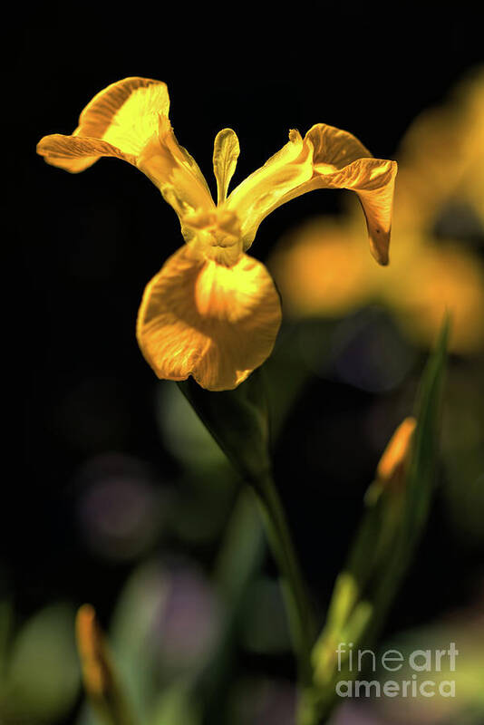 Flower Poster featuring the photograph Sunlit flag iris by Stephen Melia