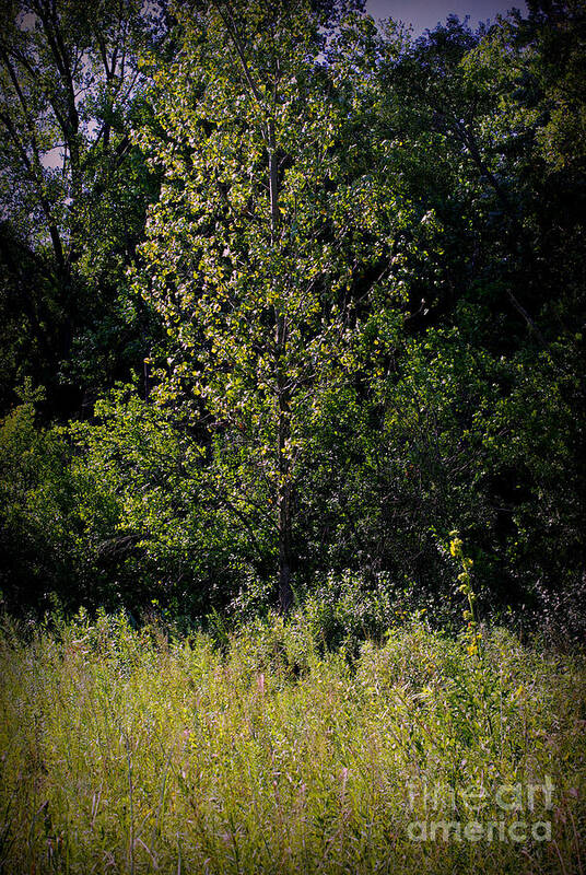 Nature Poster featuring the photograph Sunlit Tree in the Wetlands by Frank J Casella