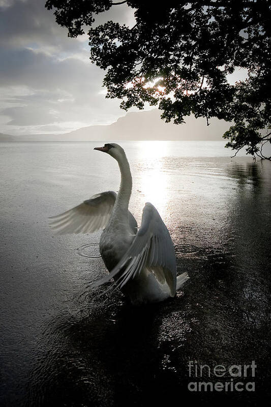 England Poster featuring the photograph Sunrise Swan, Ullswater by Tom Holmes Photography