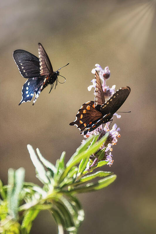 Swallowtail Butterfly Poster featuring the photograph Swallowtail Takes Flight by Saija Lehtonen