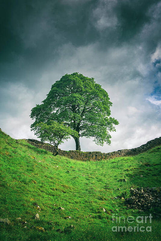 Tree Poster featuring the photograph Sycamore Gap Tree by David Lichtneker