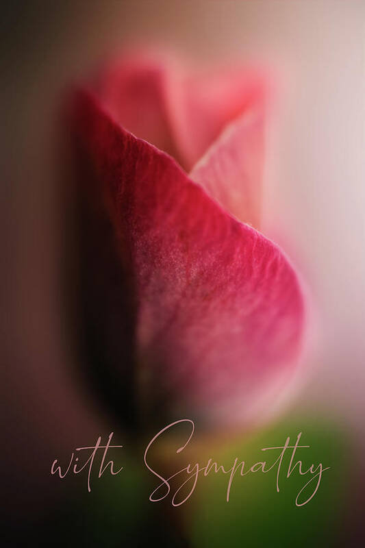 Photography Poster featuring the digital art Sympathy Rose by Terry Davis