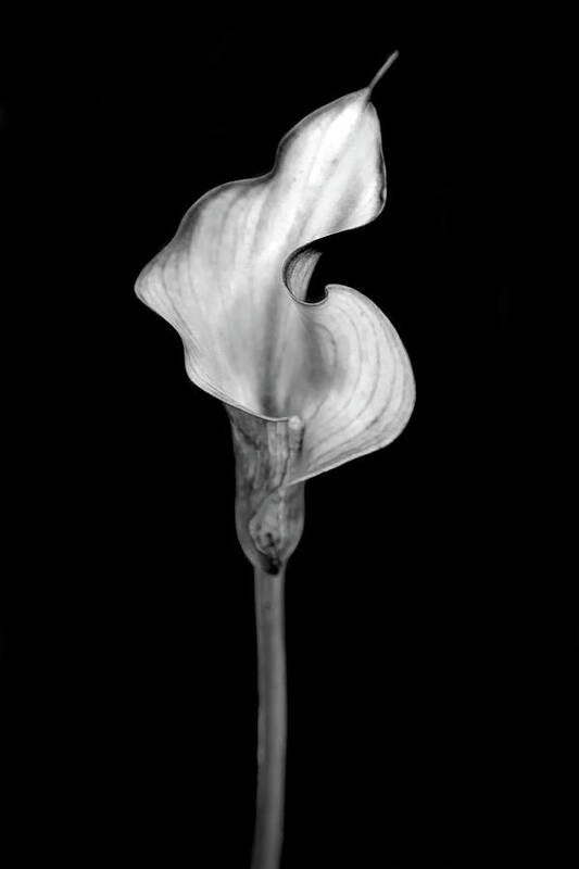 Beautiful Black And White Flower Poster featuring the photograph Tantric Moods by Az Jackson