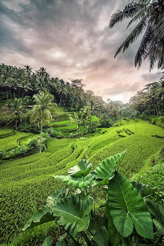 Agriculture Poster featuring the photograph Tegallalang Rice Terrace by Manjik Pictures