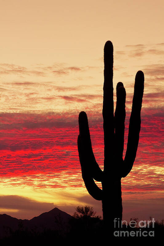 Sunrise Poster featuring the photograph Tequila Sunrise by James BO Insogna