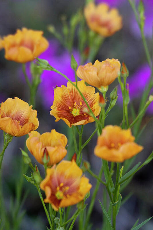 Colorful Poster featuring the photograph Texas wildflower 1 by Eggers Photography