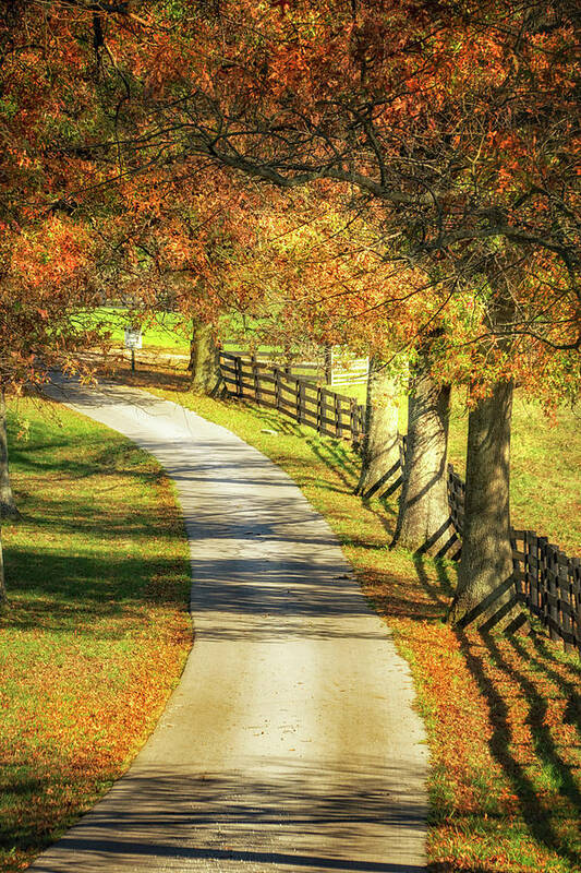Lane Poster featuring the photograph The Country Lane by Jolynn Reed