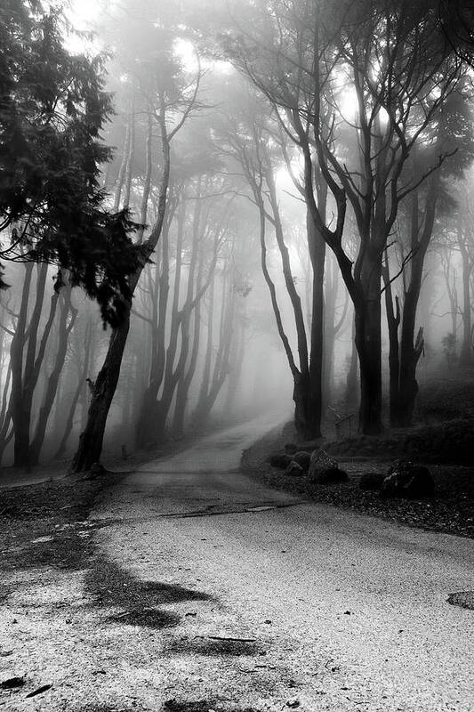 Forest Poster featuring the photograph The incantation road by Jorge Maia