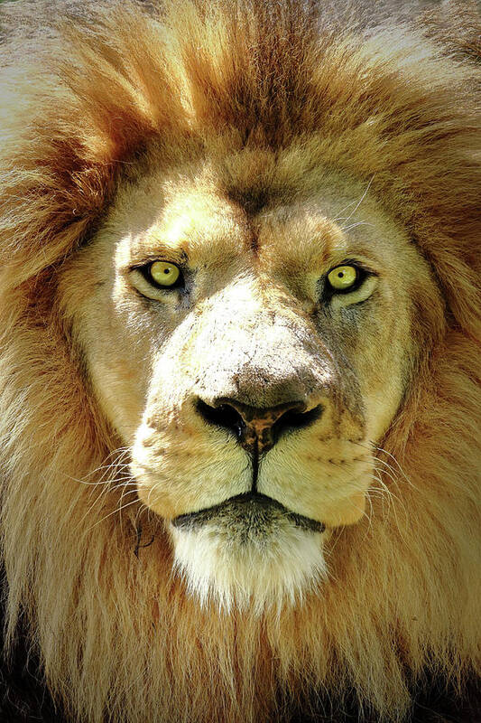 Lion Poster featuring the photograph The King by Lens Art Photography By Larry Trager