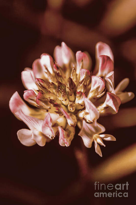 Plant Poster featuring the photograph The Old Clover by Jorgo Photography