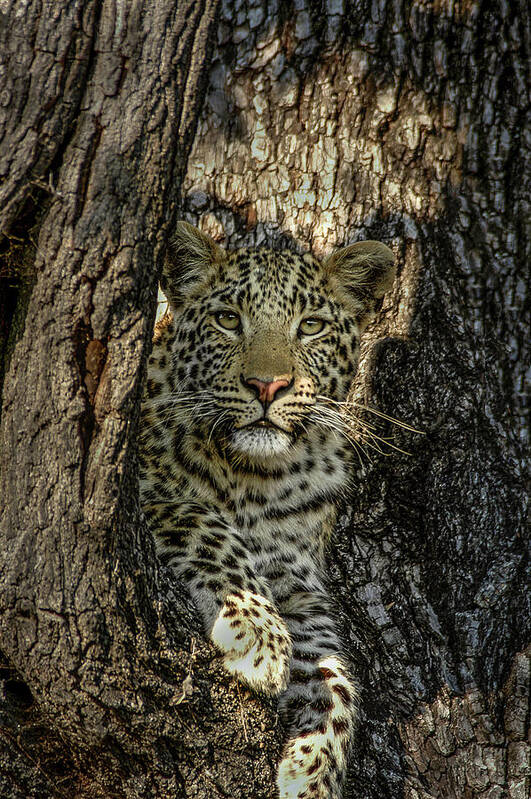 Leopard Poster featuring the photograph The Perch by Linda Villers