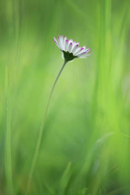 Flowers Poster featuring the photograph Tiny Daisy in Grass by Naomi Maya