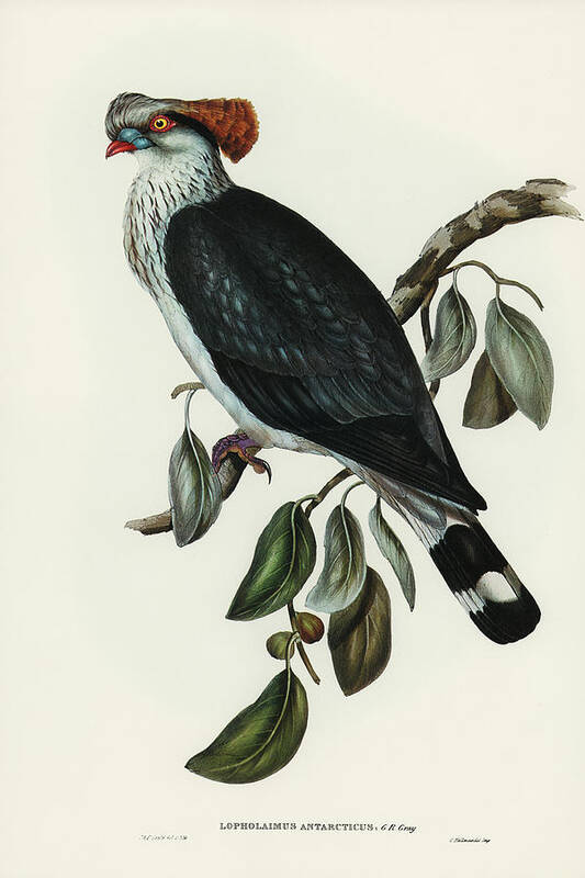 Top-knot Pigeon Poster featuring the drawing Top-Knot Pigeon, Lopholaimus Antarcticus by John Gould