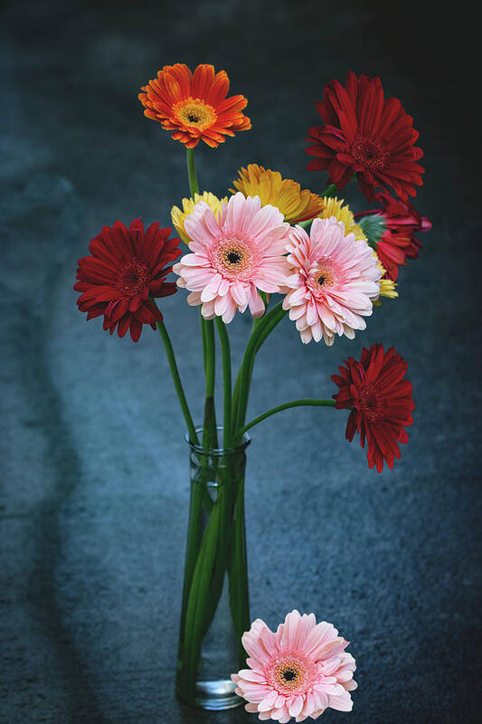 Gerberas Poster featuring the photograph Tranquility by Vanessa Thomas