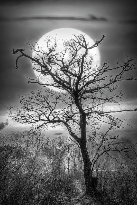 Andrews Poster featuring the photograph Tree in the Moon Appalachian Trail in Black and White by Debra and Dave Vanderlaan