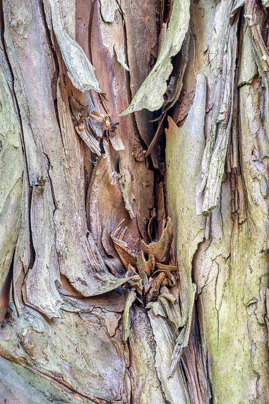 Tree Poster featuring the photograph Tree Trunk Abstract by Gary Slawsky