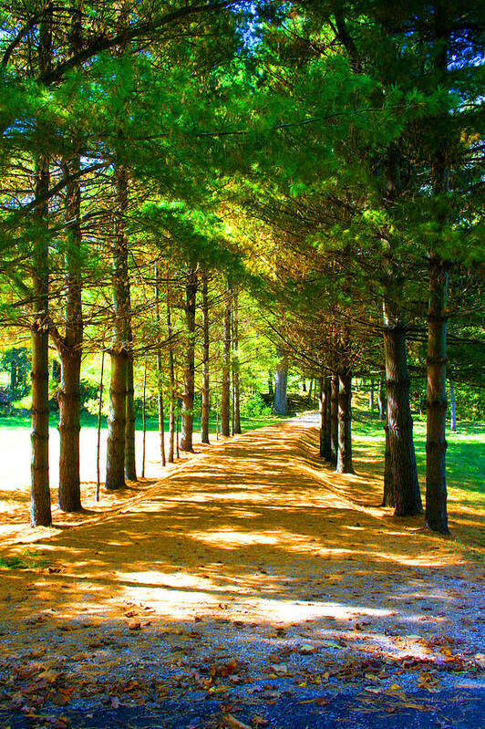 Landscape Poster featuring the photograph Trees Tunnel, Country Road by Patrick Malon