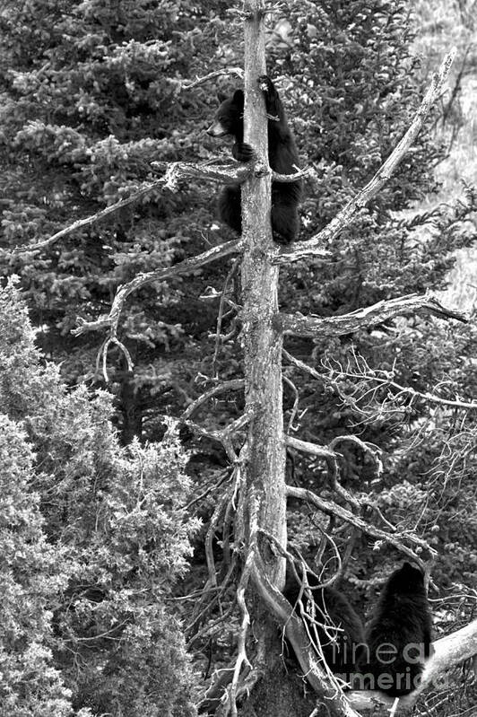 Black Bears Poster featuring the photograph Trio In The Tree Tops Of Yellowstone Black And White by Adam Jewell