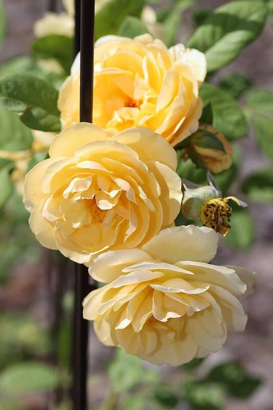 Rose Poster featuring the photograph Triple Yellow Roses 2 by Mingming Jiang