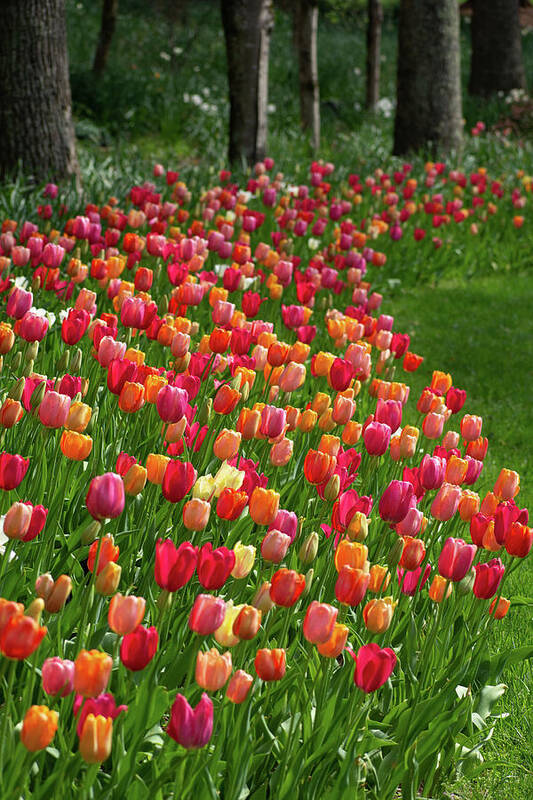 Tulips Poster featuring the photograph Tulip Garden by Mary Ann Artz