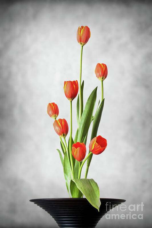 Tulip Poster featuring the photograph Tulip ikebana by Delphimages Photo Creations