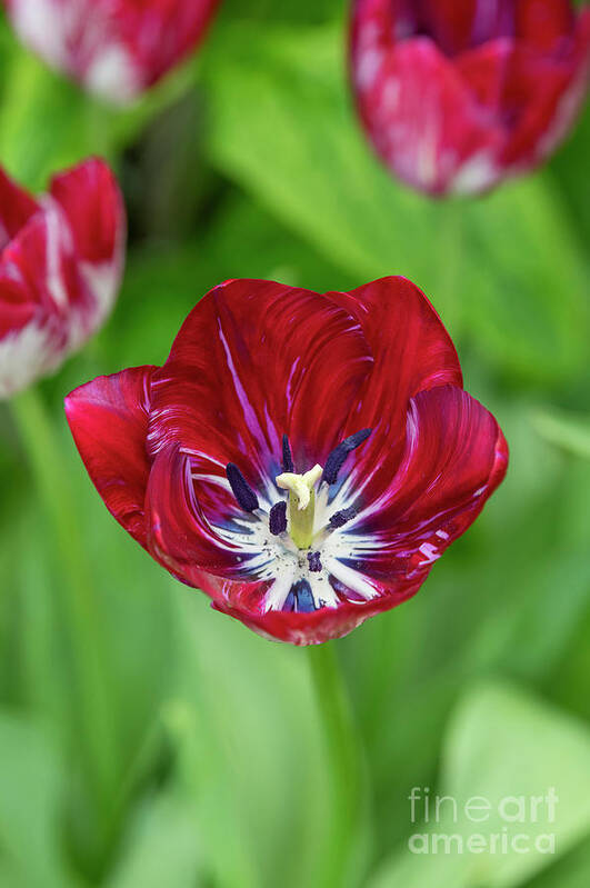 Tulip Poster featuring the photograph Tulip Innerwheel by Tim Gainey