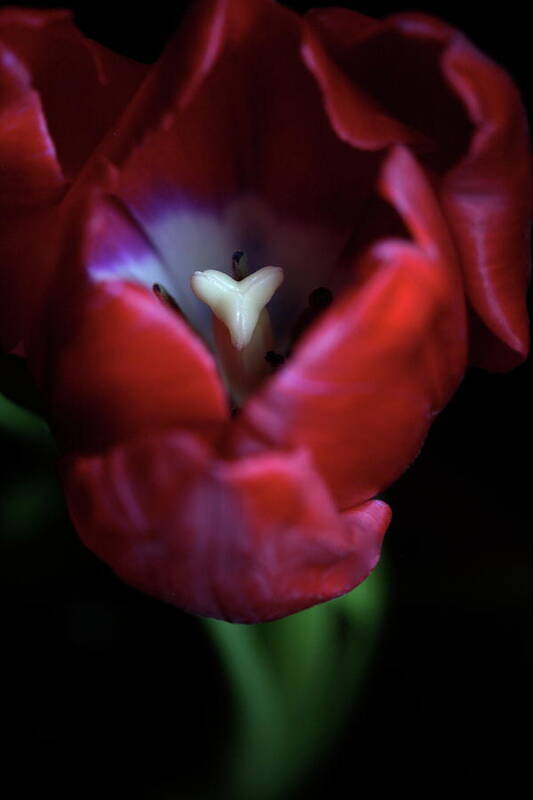 Macro Poster featuring the photograph Tulip Pink 7082 by Julie Powell